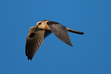 Close-up of a juvenile white-tailed kite flying in the wild, seen in beautiful light in North California 