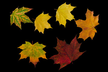 Naklejka na ściany i meble Bright, colored autumn maple leaves on a black background. Horizontal photo, top view.