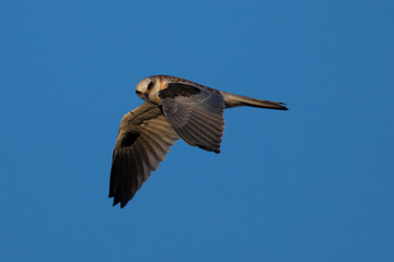 Close-up of a juvenile white-tailed kite flying in the wild, seen in beautiful light in North California 