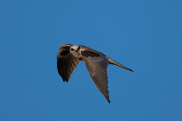 Close-up of a juvenile white-tailed kite flying in the wild, seen in beautiful light in North California 