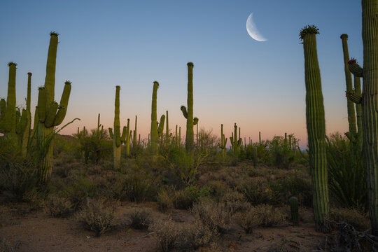 Moon over Saguaro National Park cactus at dusk © Michael