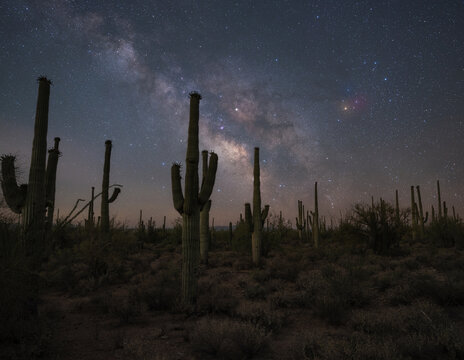 Silhouettes of Saguaro cactus and the Milky Way Galaxy