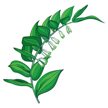 recommend clip art: Stem of outline Polygonatum or Solomon's seal flower bunch with leaves isolated on white background. 