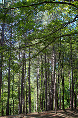 Sunny in the forest. Tall, even trunks of green deciduous trees.