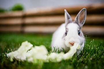 Adorable bébé lapin gris et blanc en train de manger de la salade dans le jardin
