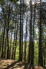 Obraz premium Sunny in the forest. Tall, even trunks of green deciduous trees.