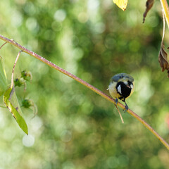 (Parus major) Mésange charbonnière juchée sur une branche, une graine de tournesol dans le bec
