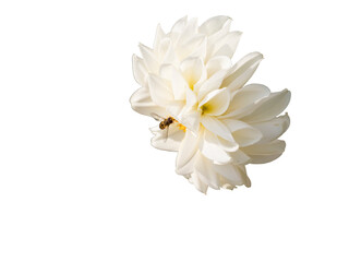 Blooming white dahlias with a bee on a flower without background