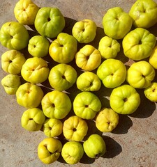 yellow quince fruits,harvest time
