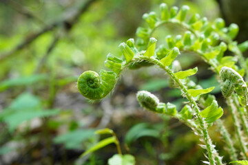 curled green fern fronds in the sunlight