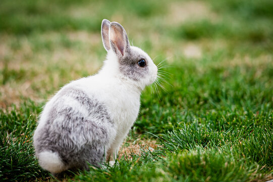1 570 Best Lapin Blanc Images Stock Photos Vectors Adobe Stock