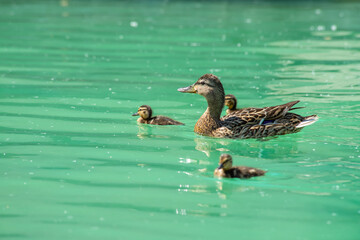 Nice young duck with little ducklings swimming on green water nature birds