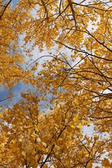 autumn leaves in the forest