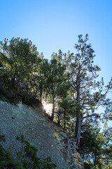 pines on stones by the sea, shore with trees