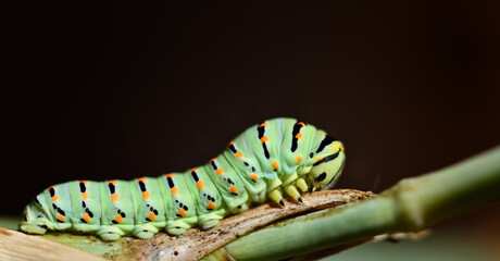 Close up of a green caterpillar of a swallowtail butterfly, on green branches against a dark background