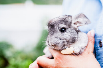Adorable chinchilla dans les bras de sa maitresse