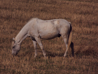Obraz na płótnie Canvas koń zwierze natura pole widok