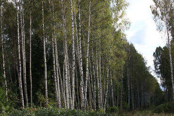 A birch forest with tall slender white trunks and a narrow clearing stretching away along the edge of the grove under a light blue sky with clouds.