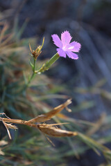 Wild carnation on the stones. Lilac flower.