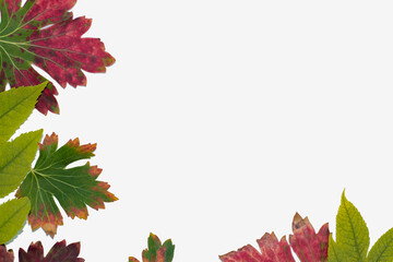Multicolored leaves on a white background close-up, in the form of an autumn template