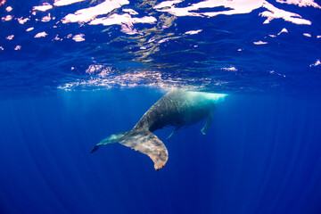 The whales tail propels the humpback through the water