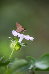 butterfly on a flower