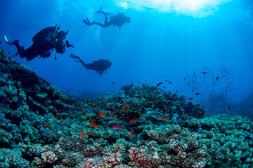 Fototapeta na wymiar Divers exploring the reef in Fiji