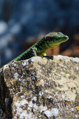 green lizard sitting on the rocks