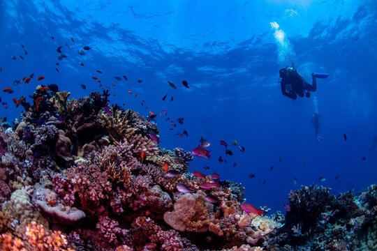 A diver watching the tropical fish on the reef