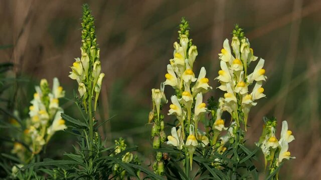 Yellow flowers of toadflax, Linaria vulgaris