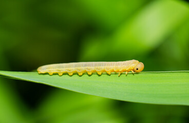 Dolerus sawfly larvae on a grass
