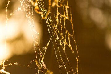 Spider web close up