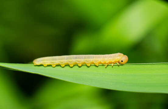 Dolerus sawfly larvae on a grass