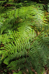 Green fern leaves