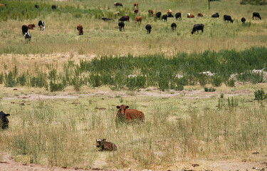 Rural scenic. Cattle. Herd of cows and calves grazing in the green farmland. 