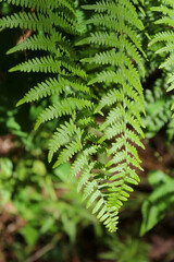 Green fern leaves