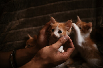 Baby cat playing in the sofa kitten white background