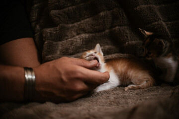 Baby cat playing in the sofa kitten white background