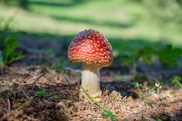 Amanita muscaria - lures and deceives