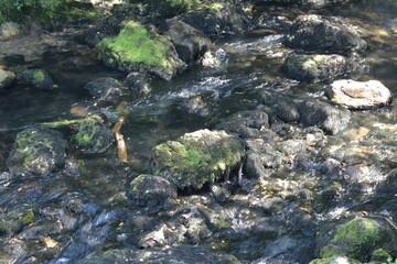 A clear forest river flowing through a stone riverbed. Green moss on the river bank and river stone.