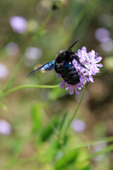 Bumblebee, insect sits on a flower