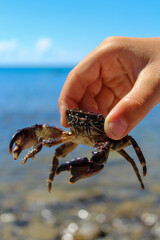 crab in hand near the sea