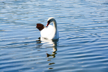 Fototapeta premium Cygne