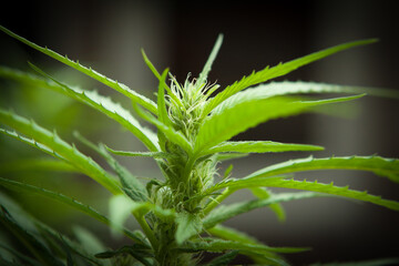 Marijuana buds with THC crystals closeup