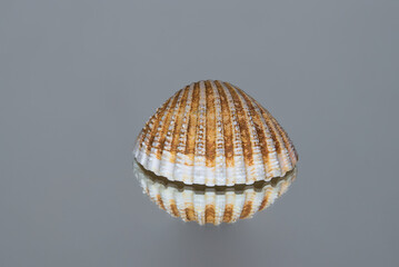 Levitating-like seashell. Isolated seashell on gray reflective background