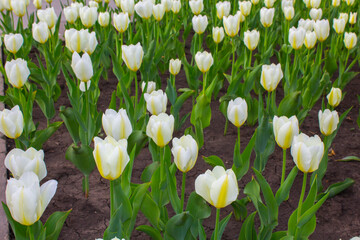 white tulips plants, background texture