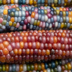 Zea Mays sweetcorn with multicoloured kernels, grown on an allotment in London UK. 