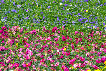 Obraz premium pansy plants flowers carpet, background texture