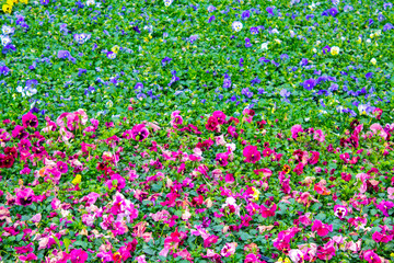 pansy plants flowers carpet, background texture