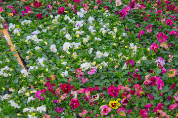 pansy plants flowers carpet, background texture